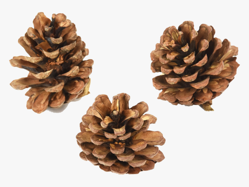 Pinecone Png Pic - Conifer Cone, Transparent Png