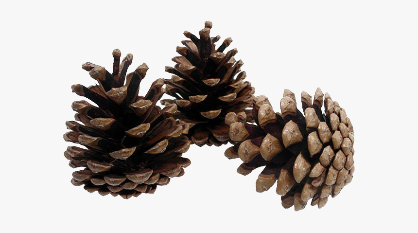 Pinecone Png Background Image - Pine Cones Transparent Background, Png Download