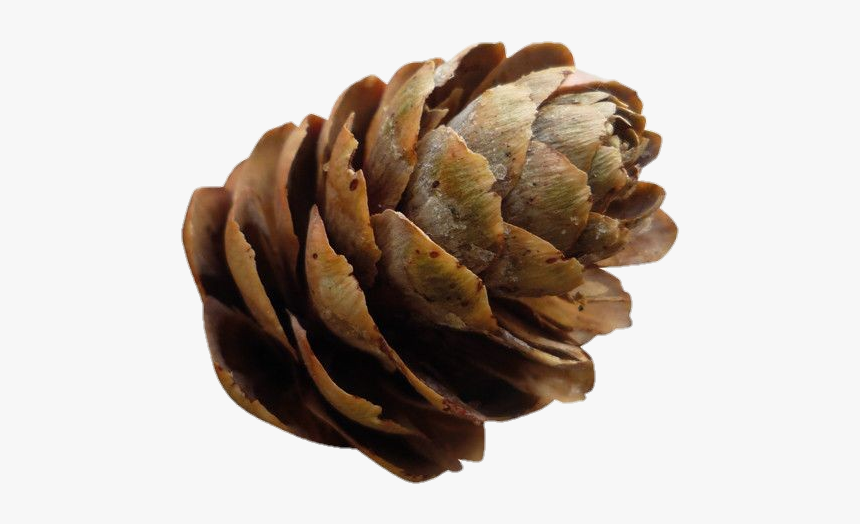 #png #polyvore #christmas #moodboard #pngs #pinecone - Conifer Cone, Transparent Png