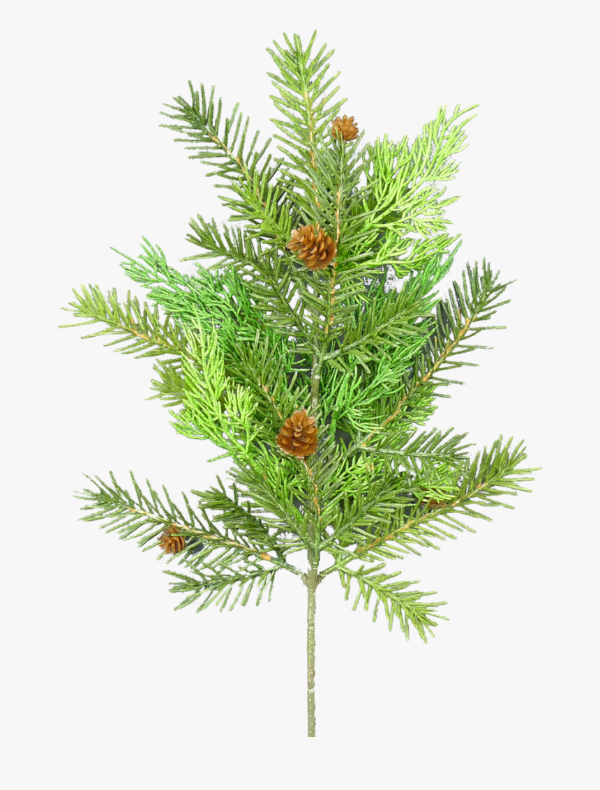 20 - Mexican Pinyon, HD Png Download