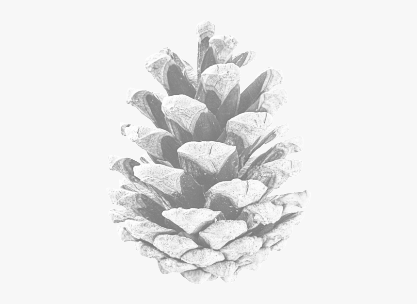 Pinecone Png, Transparent Png