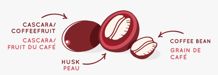 Cascara Diagram - Illustration, HD Png Download