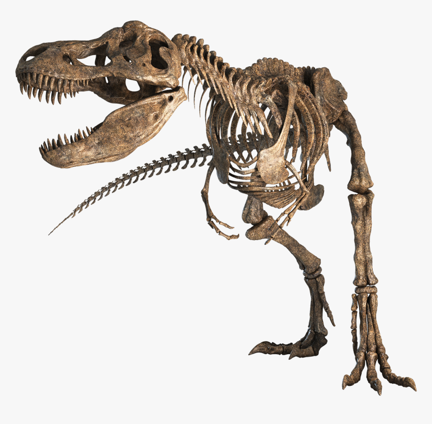 Tyrannosaurus Rex - Tyrannosaurus, HD Png Download
