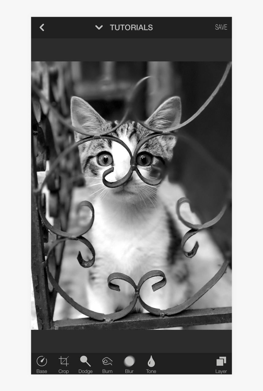 Domestic Short-haired Cat, HD Png Download