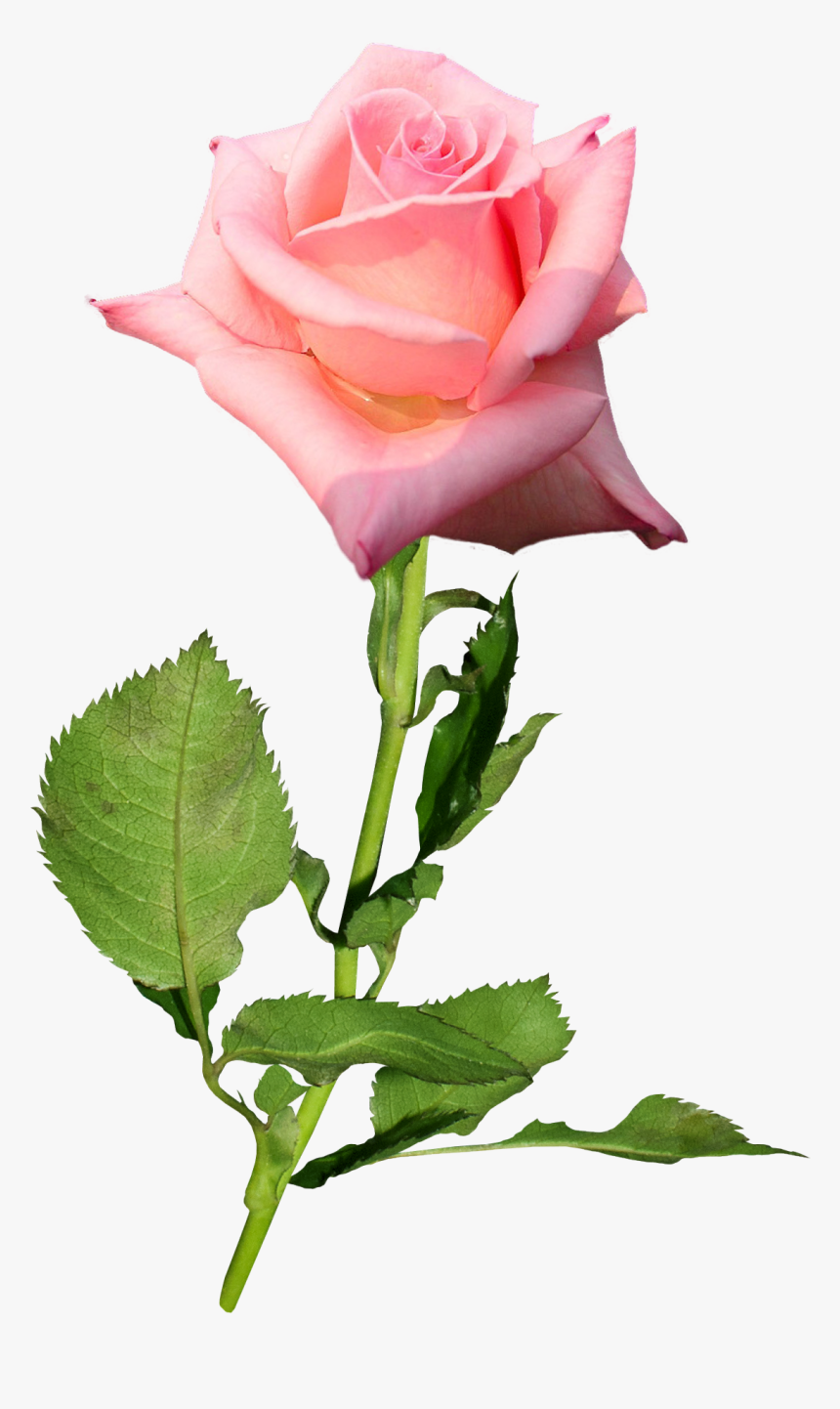 Garden Roses Flower Hybrid Tea Rose Bud - Hybrid Tea Rose Bud, HD Png Download