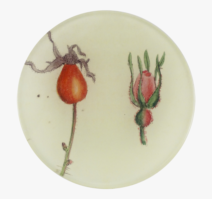 Rosa Dumalis, HD Png Download