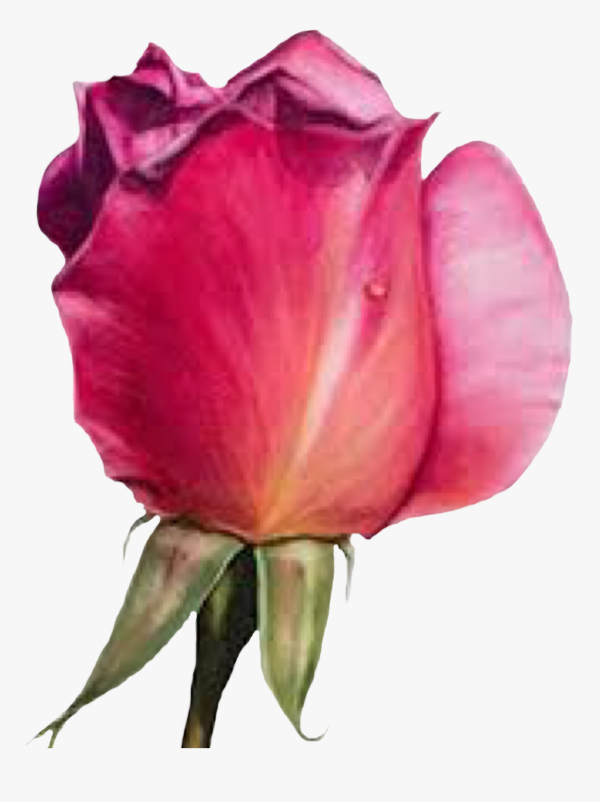 #flower #rosebud #rose #freetoedit - Pink Rose Painting In Watercolor By Maria Raczynska, HD Png Download