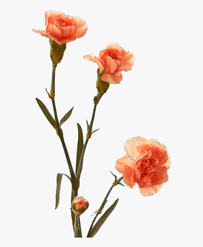 Garden Roses, HD Png Download