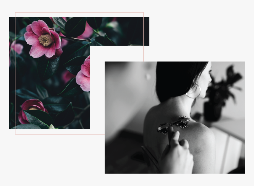 Bobe Beauty Saskatoon Disclaimer - Japanese Camellia, HD Png Download