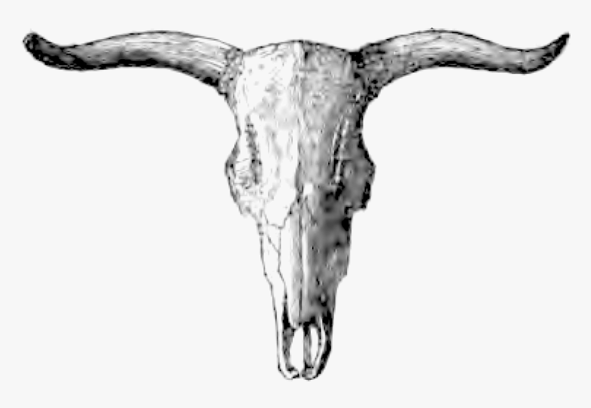 Natural History Review 0063b - Skull, HD Png Download