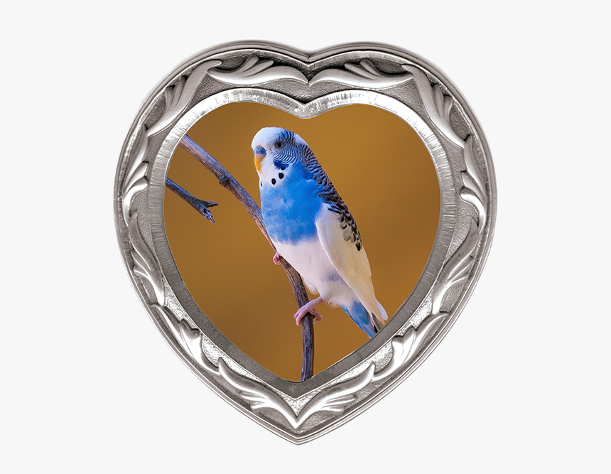 Blue And White Parrot, HD Png Download