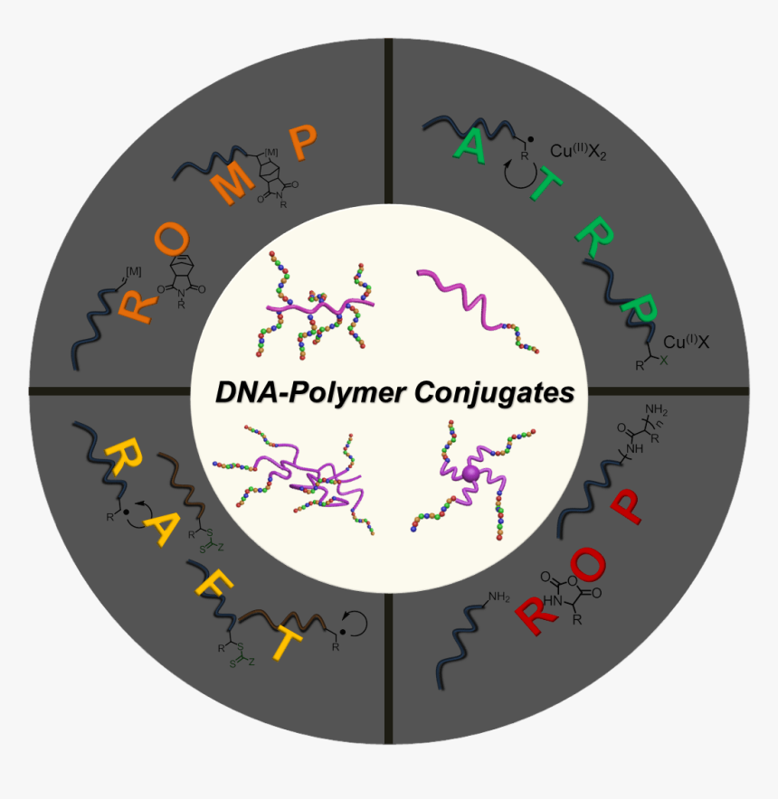 Circle, HD Png Download