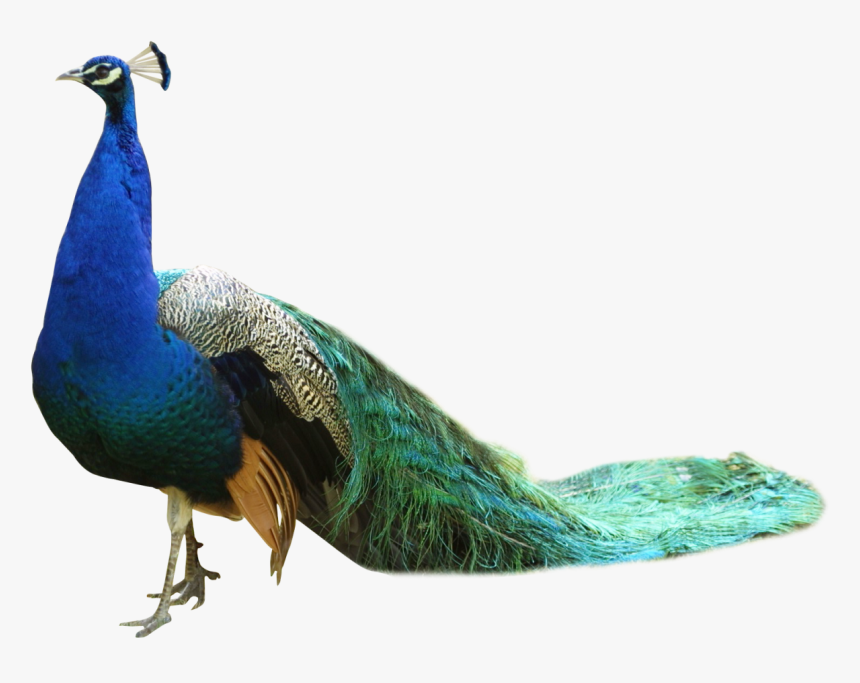 Peacock Png Image - Peacock Png, Transparent Png