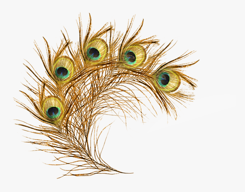 Png Library Library Feather Asiatic Peafowl Clip Art - Transparent Background Peacock Feather Png, Png Download