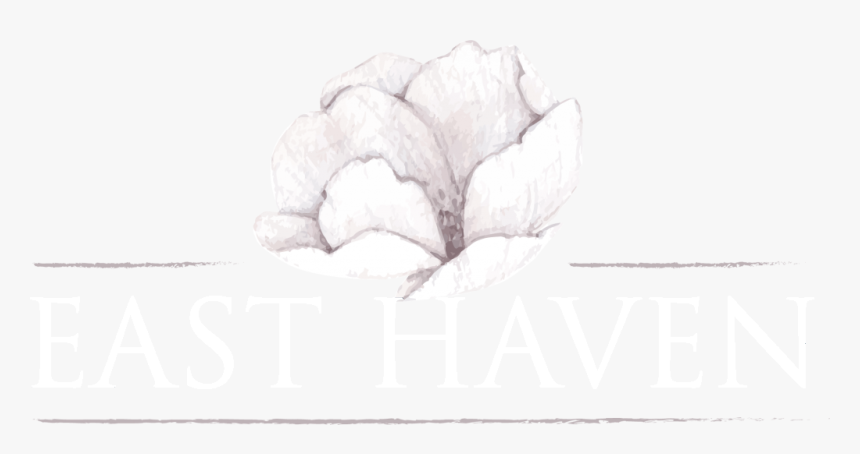 Common Peony, HD Png Download