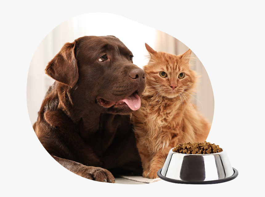 Cat, HD Png Download