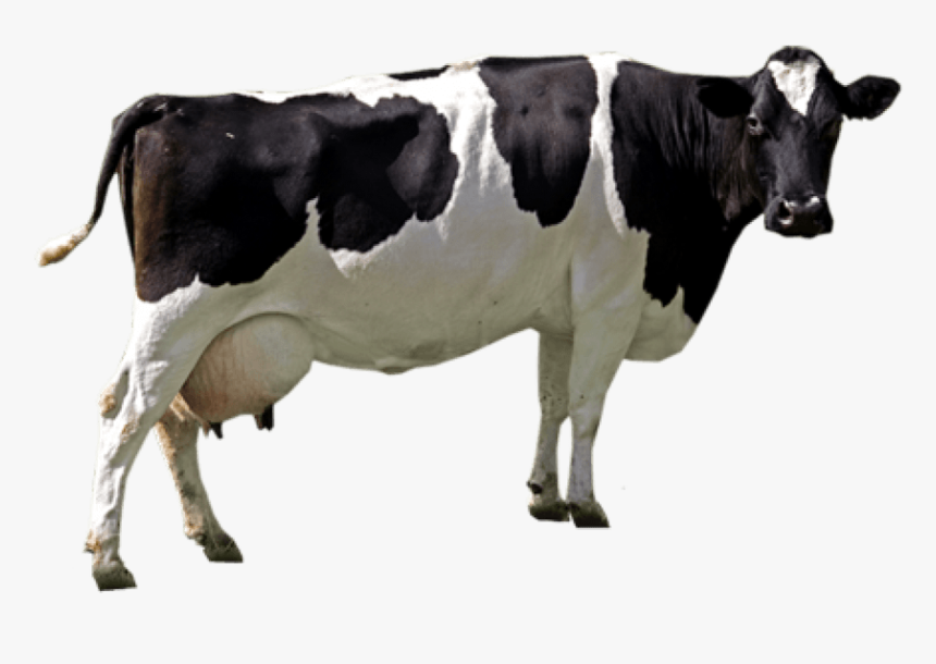 Cow Png Image - Cow Png, Transparent Png