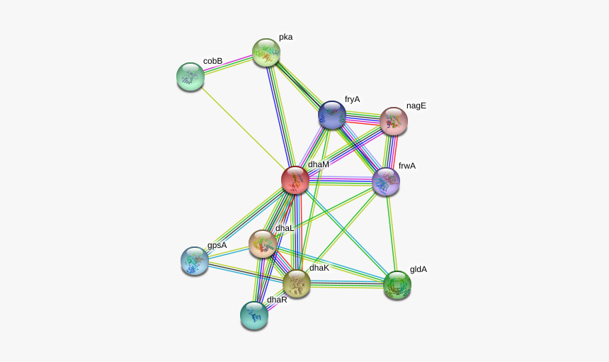 Dham Protein - Circle, HD Png Download
