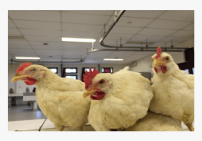Enlargement Of Comb And Wattles Related To Zearalenone - Rooster, HD Png Download