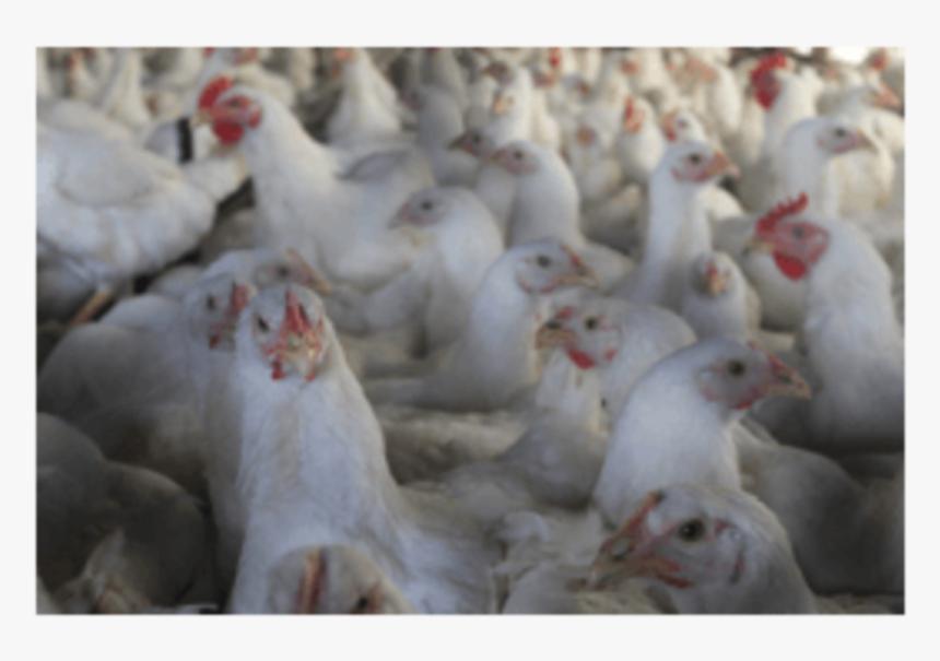 Small Comb And Wattles Related To Delayed In Sexual - Chicken, HD Png Download