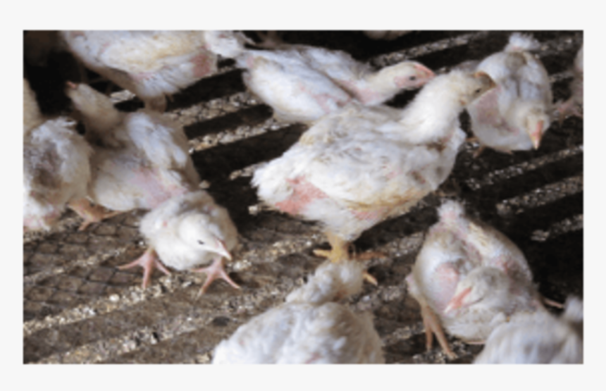 Retarded Growth Related To Ochratoxicosis - Chicken, HD Png Download