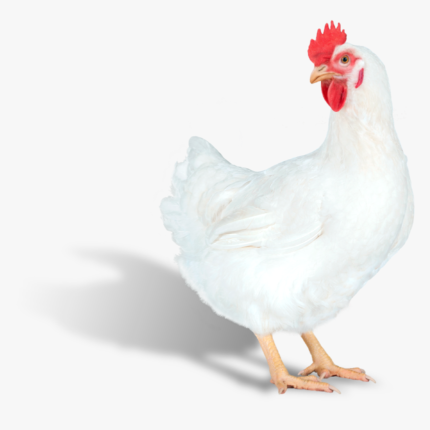 Web Png24 Ps Efficiency Plus Right - Rooster, Transparent Png