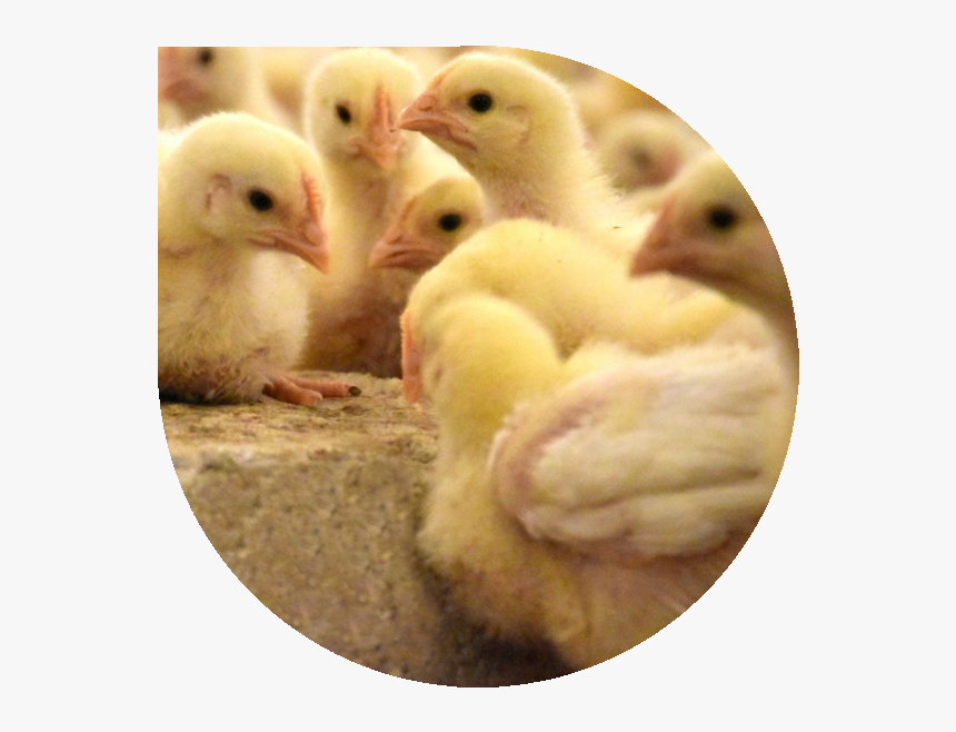 Chicks In Barn - Chicken, HD Png Download