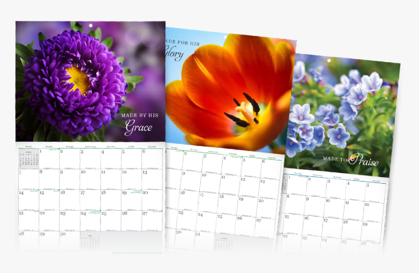 Stunningly Beautiful Month Calendar Png Holidays Png - Tulip, Transparent Png