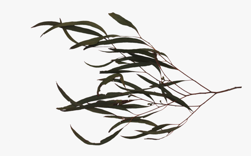 Branch, HD Png Download