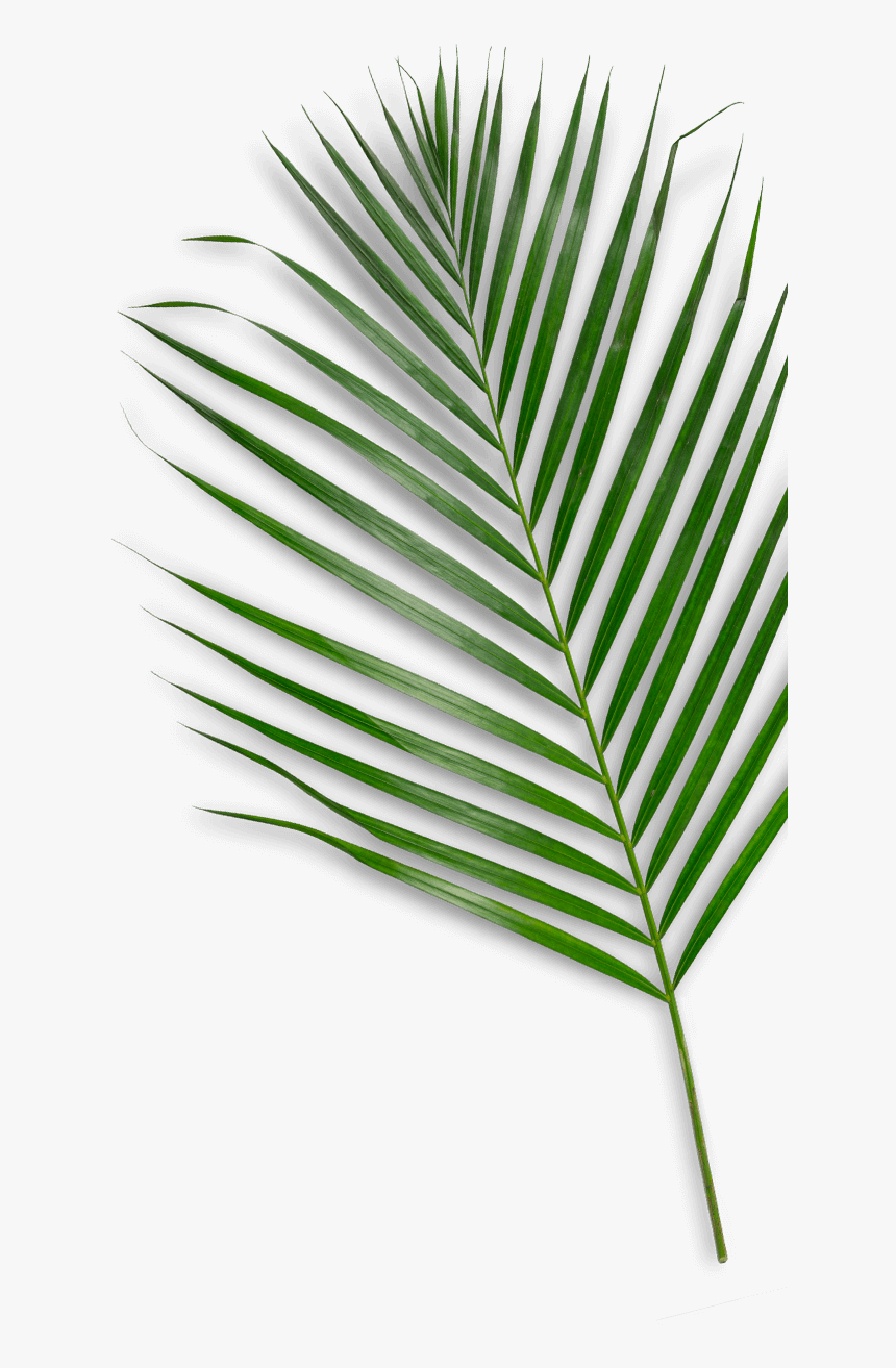 Saw Palmetto, HD Png Download