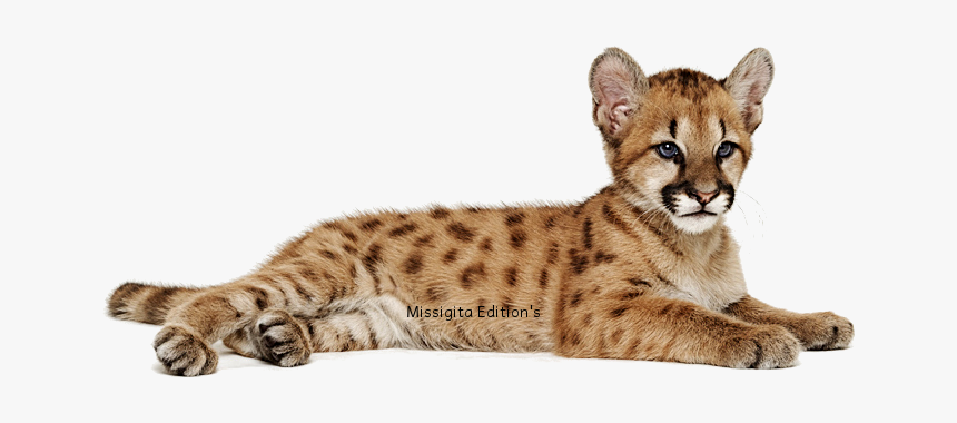 Thumb Image - Animal En Png, Transparent Png