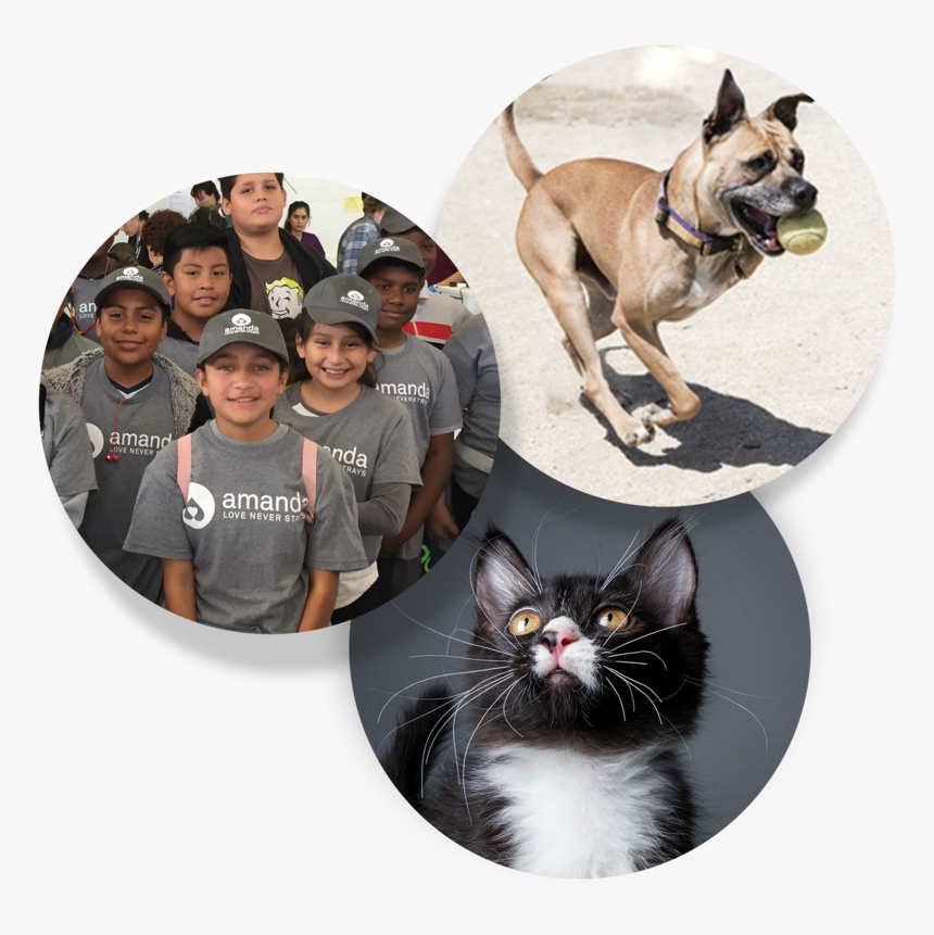 Circles Graphic V2 - Police Dog, HD Png Download