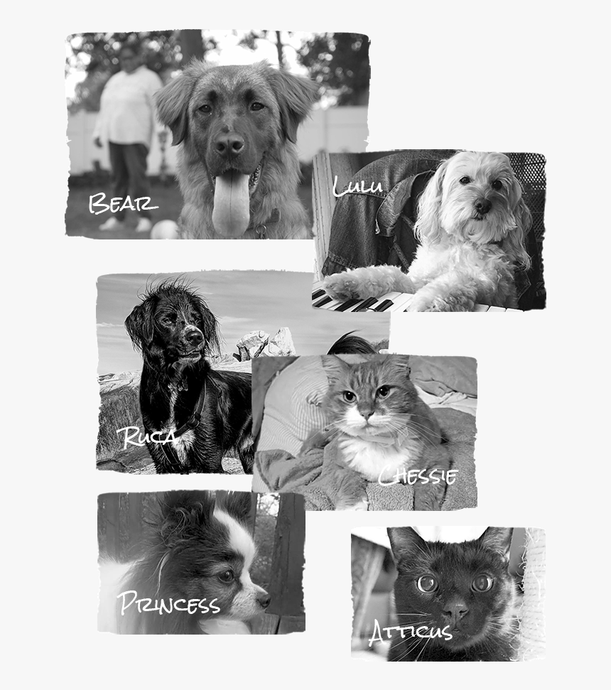 Companion Dog, HD Png Download