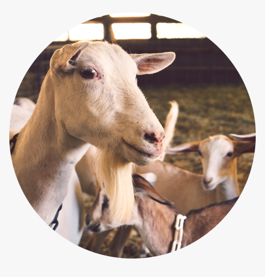 Animals - Breed Of Sheep In Guyana, HD Png Download