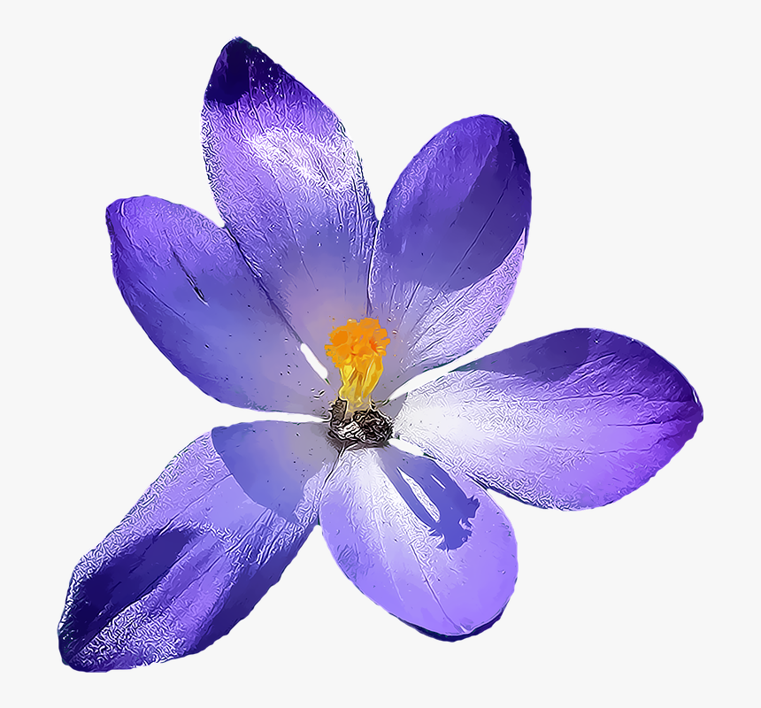 Crocus Transparent Background, HD Png Download