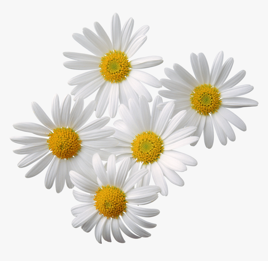 Transparent Chamomile Png, Png Download