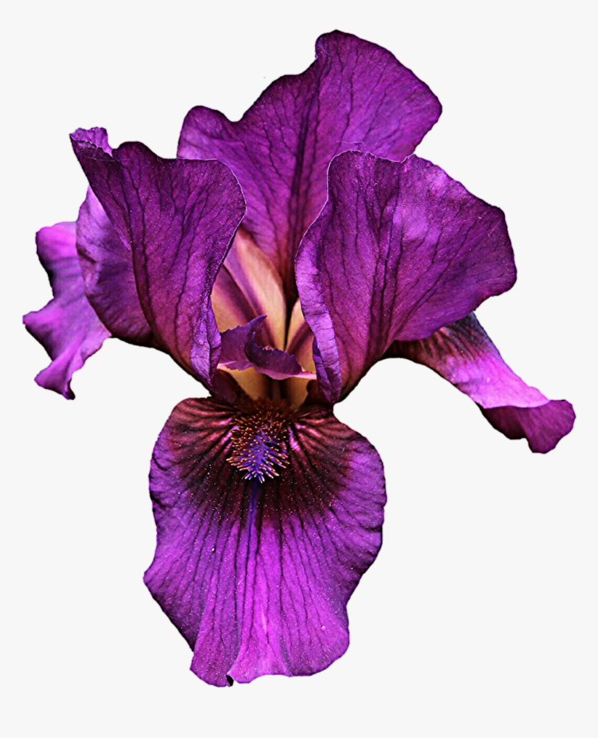 Iris Flower Png Hd Transparent Iris Flower Hd Images, Png Download