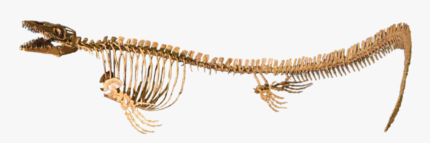 Necklace, HD Png Download