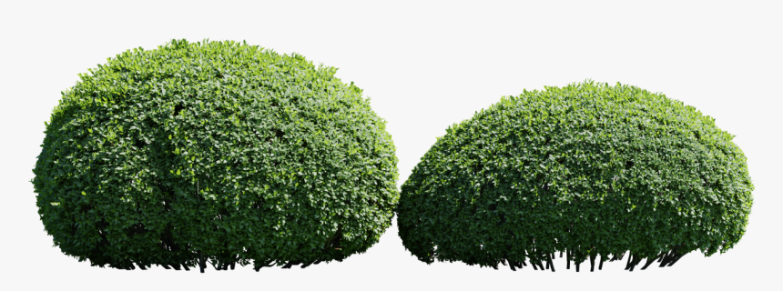 Hedge, HD Png Download