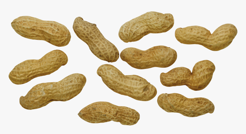 Peanut Png - Peanut, Transparent Png