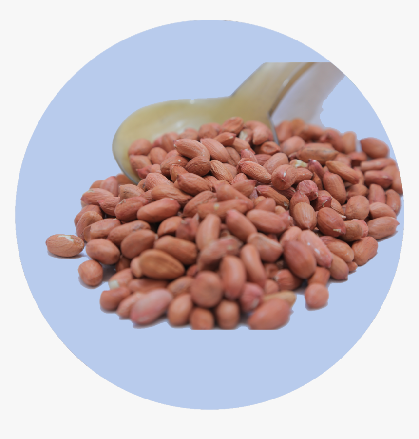 Cranberry Bean, HD Png Download