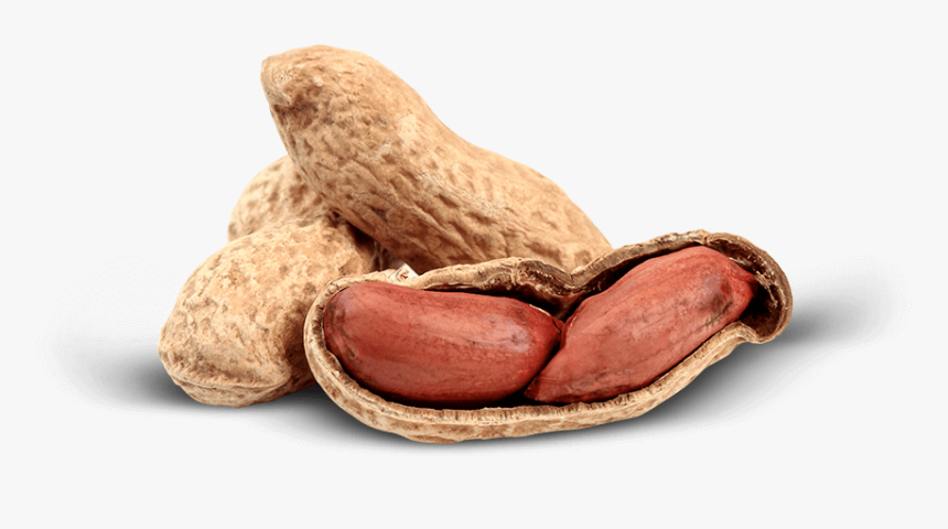 Transparent Background Peanut Png, Png Download