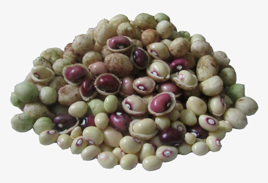 Bibit Kacang Bogor, HD Png Download