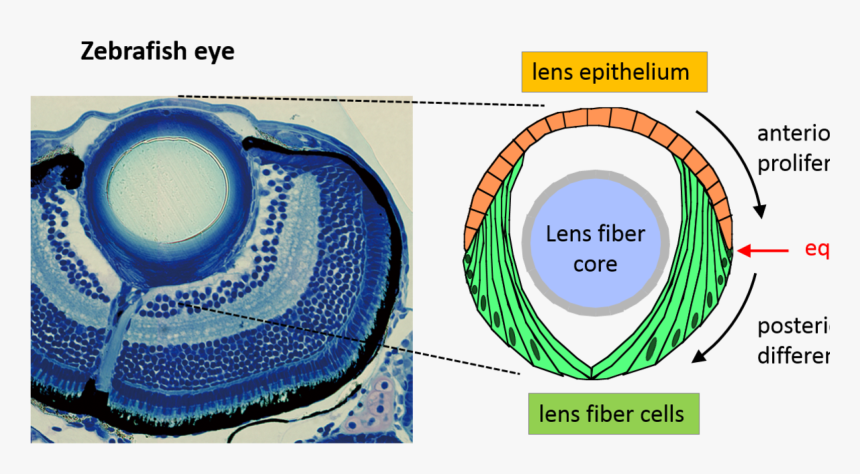 Blue Eye Lens Png, Transparent Png