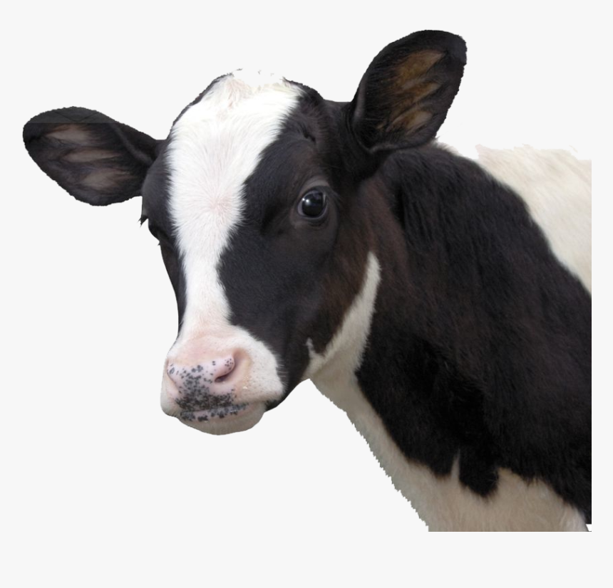 Thumb Image - Vaca Png, Transparent Png