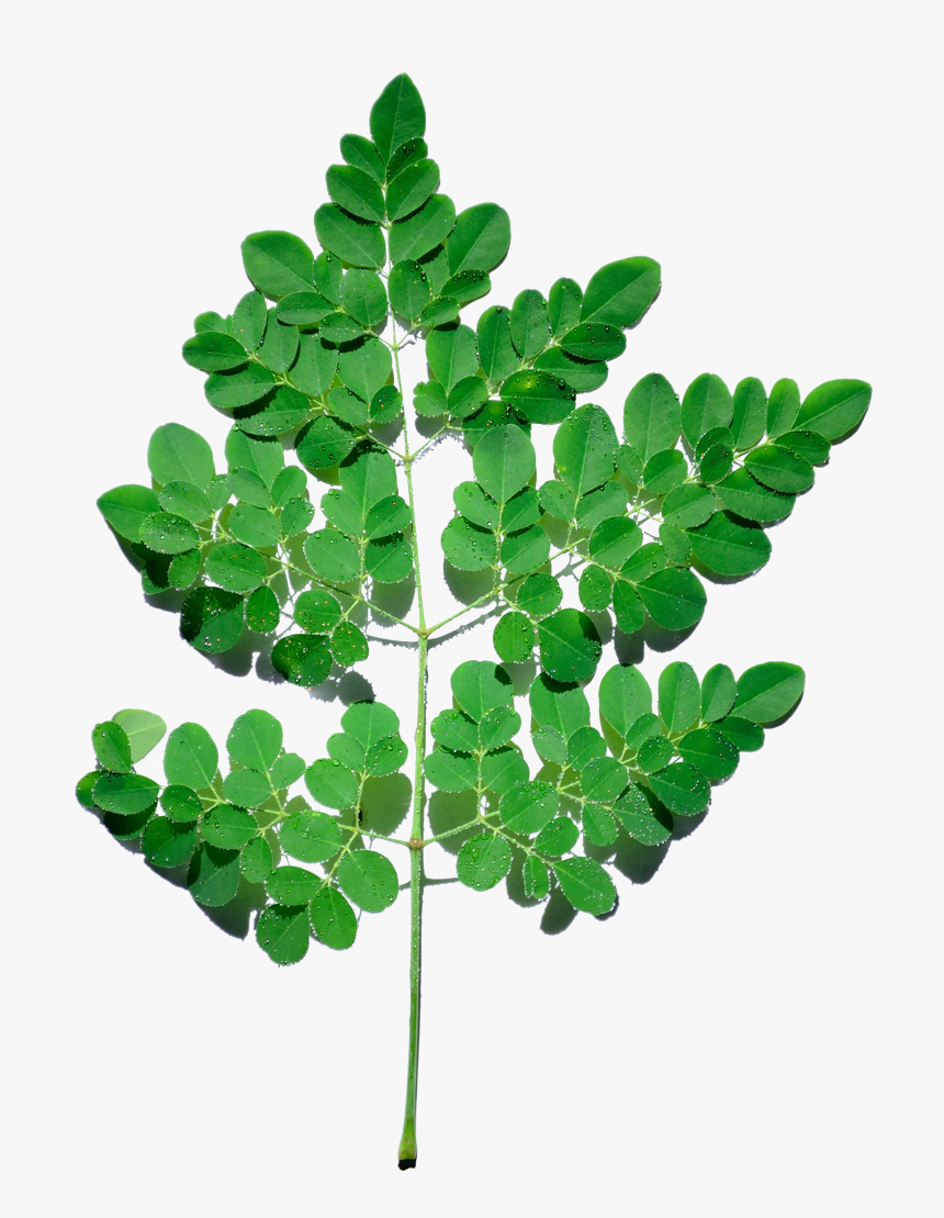 Thumb Image - Moringa Tree Png, Transparent Png