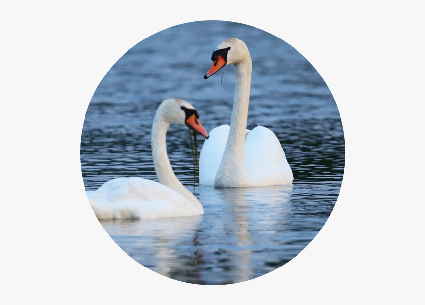 Mission Impact Rider - Swan, HD Png Download