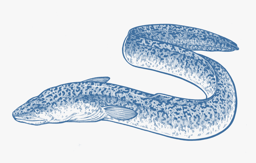 Eel, HD Png Download