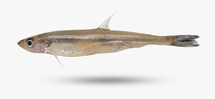 Smelt - Touladi, HD Png Download