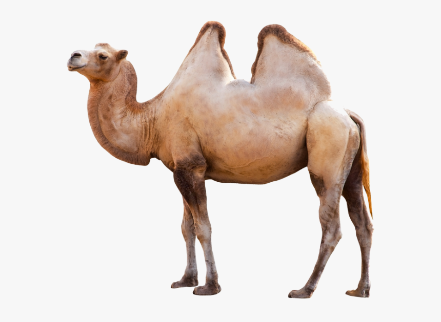 Camel Png Side View - Long Can Camels Go Without Water, Transparent Png
